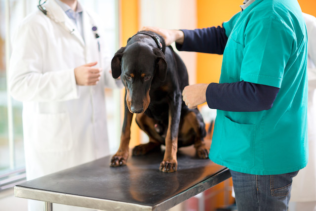 Dogs with terminal bladder cancer improved with this new modified anthrax treatment Shutterstock