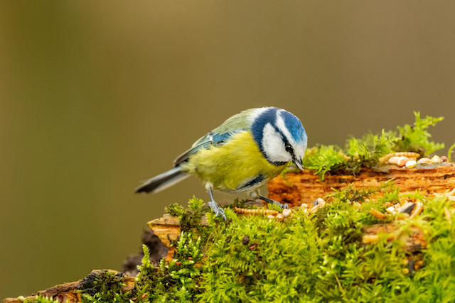 371 sick or dead blue tits were reported in Luxembourg from March to May 2020 Shutterstock