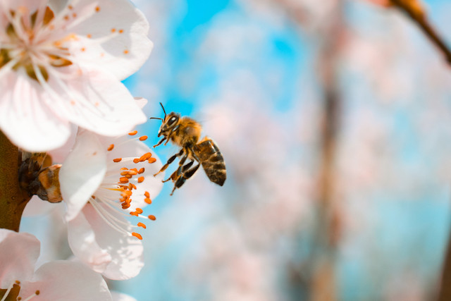 Bavaria has adopted a series of measures to “save the bees” that may revolutionise farming practice across the country Shutterstock