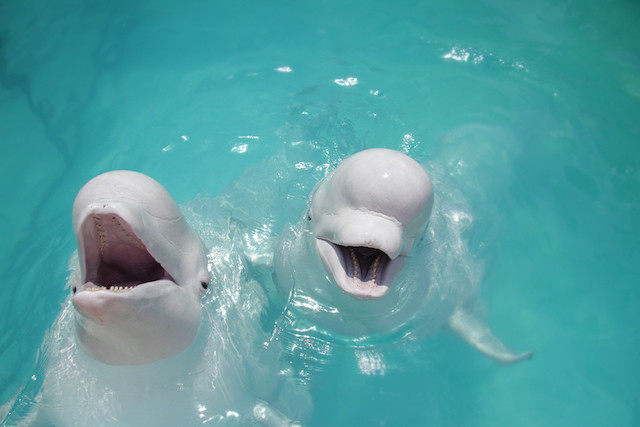 Illustration photo of two beluga whales Shutterstock