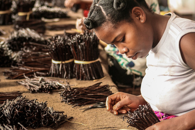 A Malagasy worker processing vanilla in Sambava, Madagascar. The island’s unique ecology prompted scientists to call it the eighth continent of the world. Shutterstock