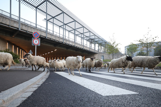 Some 300 sheep were herded through Kirchberg on Friday morning Fonds Kirchberg
