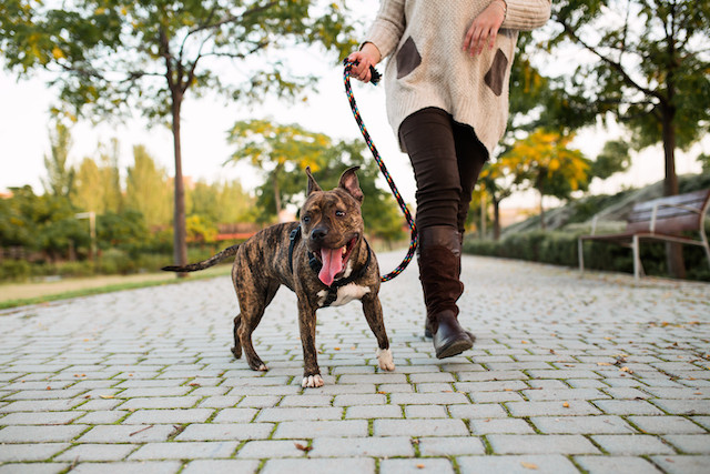 Want to walk a dog but not own one? The Gasperich animal shelter is accepting volunteer dog walkers Shutterstock