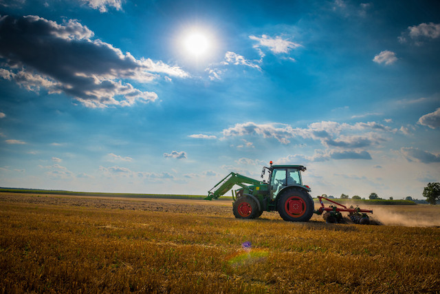 More than half the EU’s cereals and oilseed crops are fed to animals Shutterstock