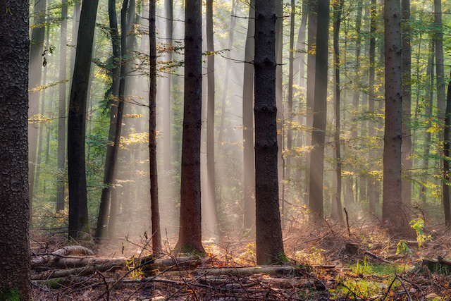 Heatwaves and droughts are taking a toll on Luxembourg's forests Shutterstock