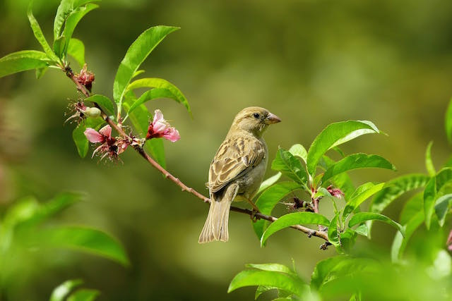 Hear the dawn chorus broadcast live from St Anne’s Park and Bull Island in Dublin on 7 May Pexels