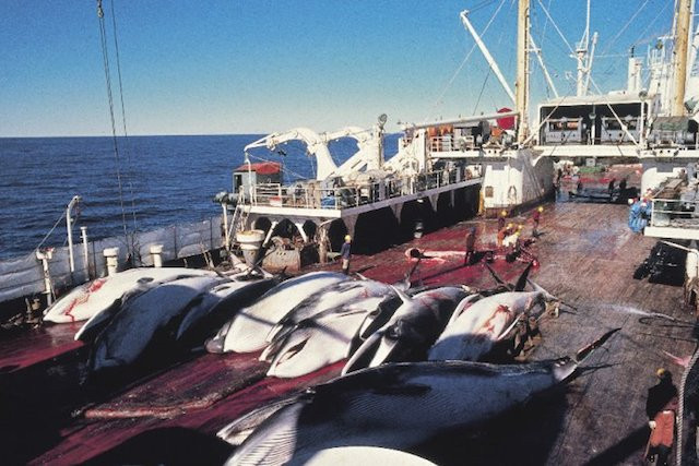 1986 moratorium on commercial whaling online