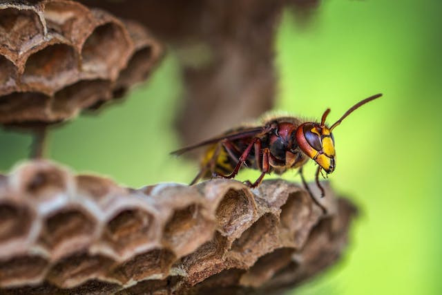 Wasp nest destruction, says the NGO, should only be considered as a last resort. Pexels