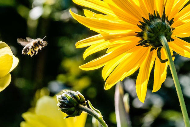 Neonicotinoids refer to a family of insecticides whose increased use has been linked in a range of studies to adverse ecological effects, such as honey-bee colony collapse disorder Photo: Pexels Pexels