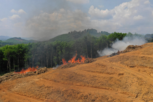 Illustration photo shows rainforest being burned to make way for palm oil plantations Shutterstock