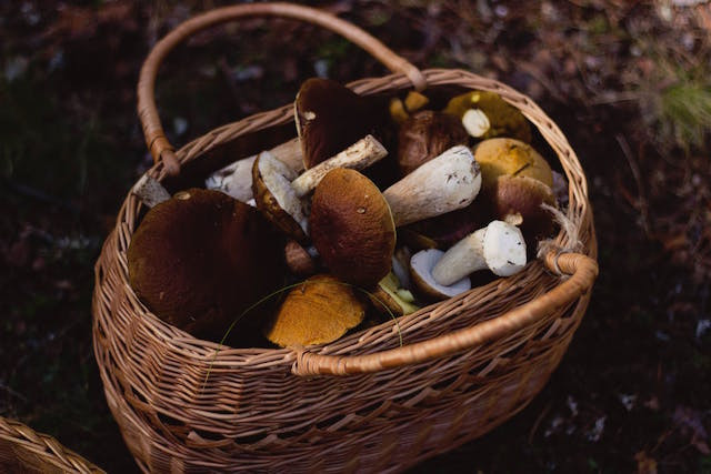 Luxembourg, with its vast areas of woodland, is prime picking territory for those who know where to find wild mushrooms Pexels