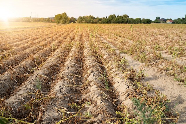 The drought and heat wave of the summer of 2020 led to a severe drying of the topsoil Shutterstock