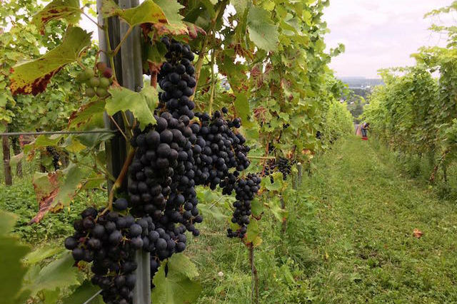 Laurent Kox of L&R Kox in Remich began the vendanges (grape harvest) on 30 August, harvesting the pinotin variety, pictured L&R Kox