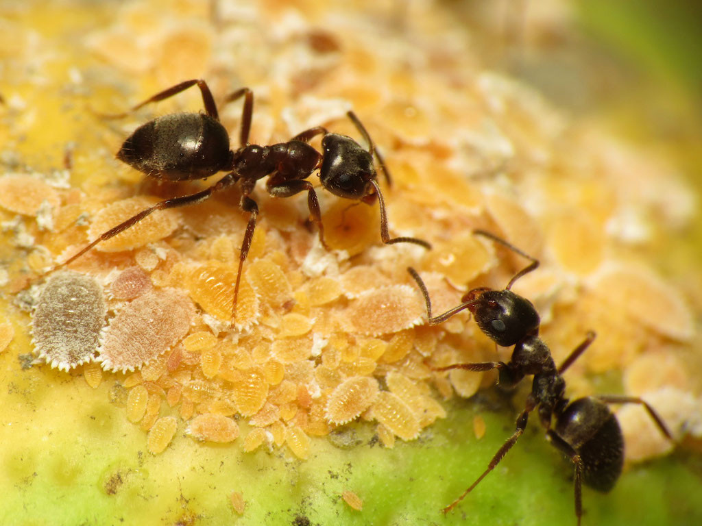 Black garden ants tending citrus mealybugs, one of the pests targeted in the new pheromone-based research Katja Schulz/Creative Commons