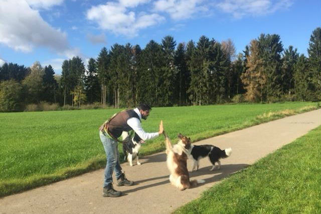 Afonso Luciano saw the need for a professional dogwalking service in Luxembourg when he got a Labrador Collie called Chica Afonso Luciano