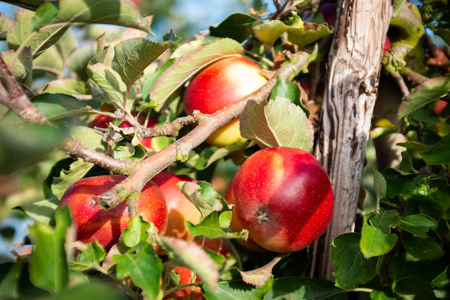 Library picture of apples on a Luxembourg farm Fabio Boccuzzi/Shutterstock
