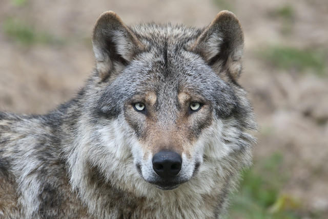 Illustration photo shows a European grey wolf Shutterstock