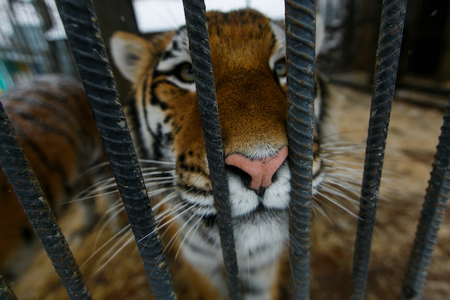 Many breeders say they’re stewards of conservation, but no captive tiger has ever been released into the wild Shutterstock