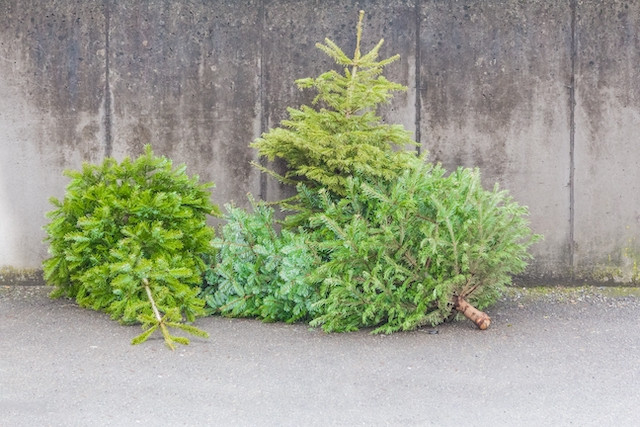 Check with your local commune about collection times or making drop-off arrangements for old Christmas trees.  Shutterstock