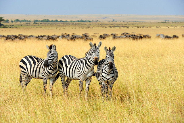 Pattern seems to confuse flies, researchers who dressed horses up as zebras find Shutterstock