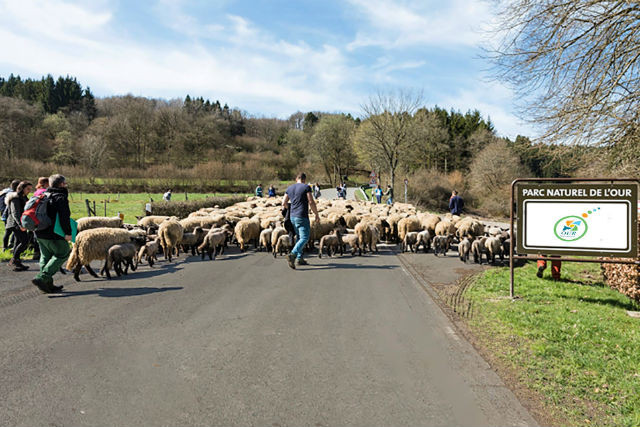 The group herds the flock along a country road in the Our valley Parc Naturel de l'Our/Caroline Martin