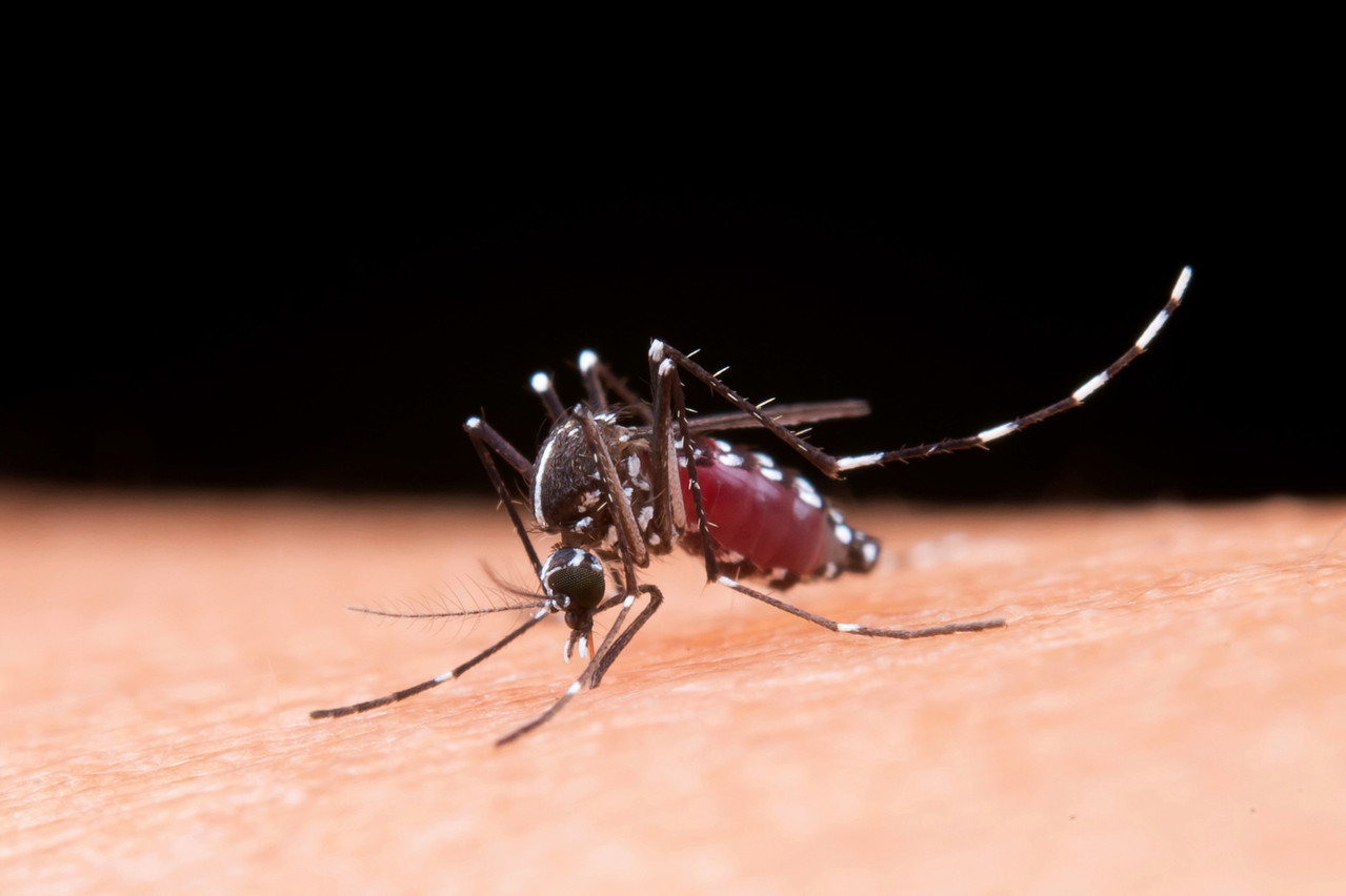 “We can expect with high confidence that there will be human West Nile virus infections in Europe in 2025,” a mosquito-borne disease expert at the European Centre for Disease Prevention and Control told Paperjam. Photo: Freepik