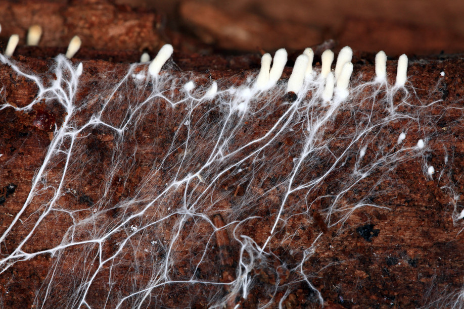 The threadlike network of fungi is combined local raw materials to create biopolymers. Photo: Shutterstock