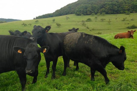 Les vaches Angus sont dehors toute l’année et se nourrissent exclusivement d’herbes naturelles. (Photo: France Clarinval)