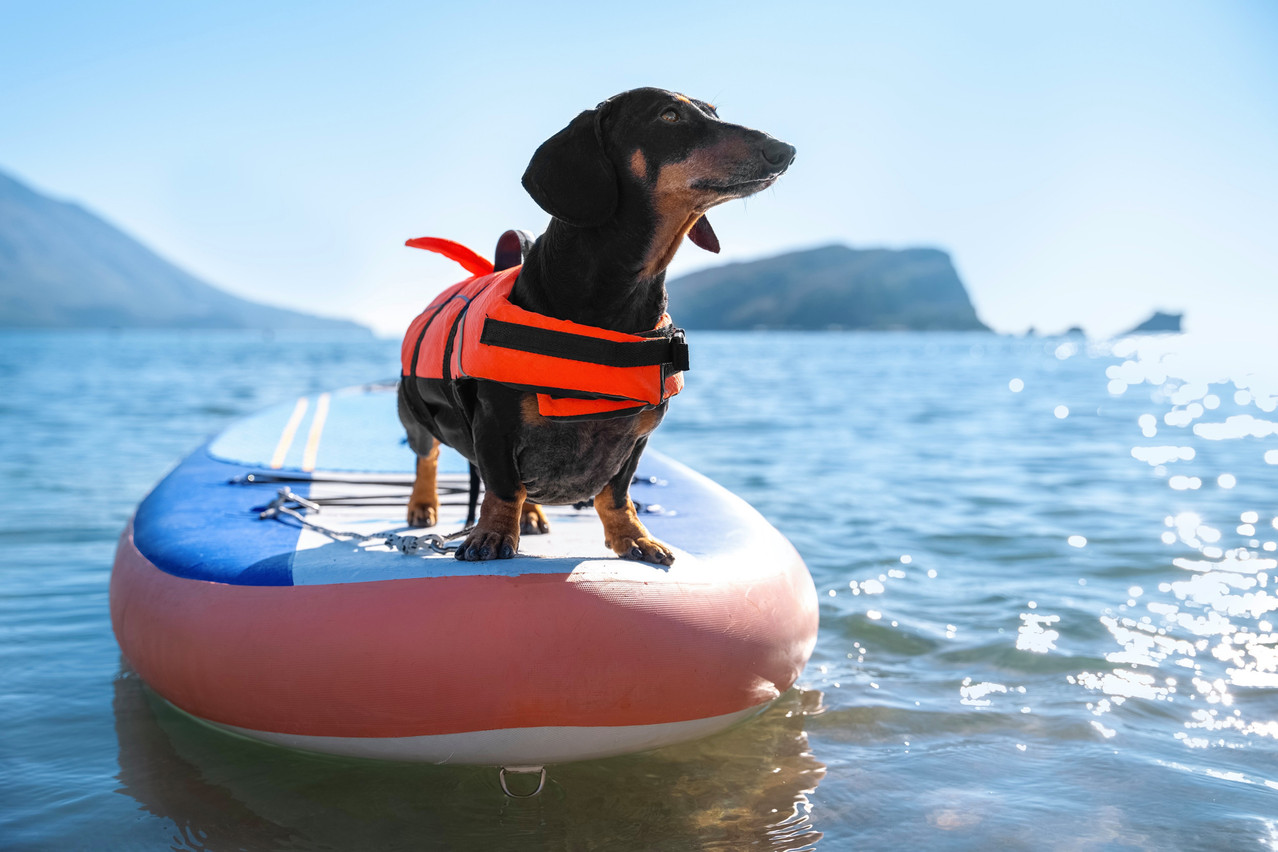 If you own a dog, you must declare it to your commune of residence and provide proof of civil liability insurance. But besides that, pet health insurance is also available. Photo: Shutterstock