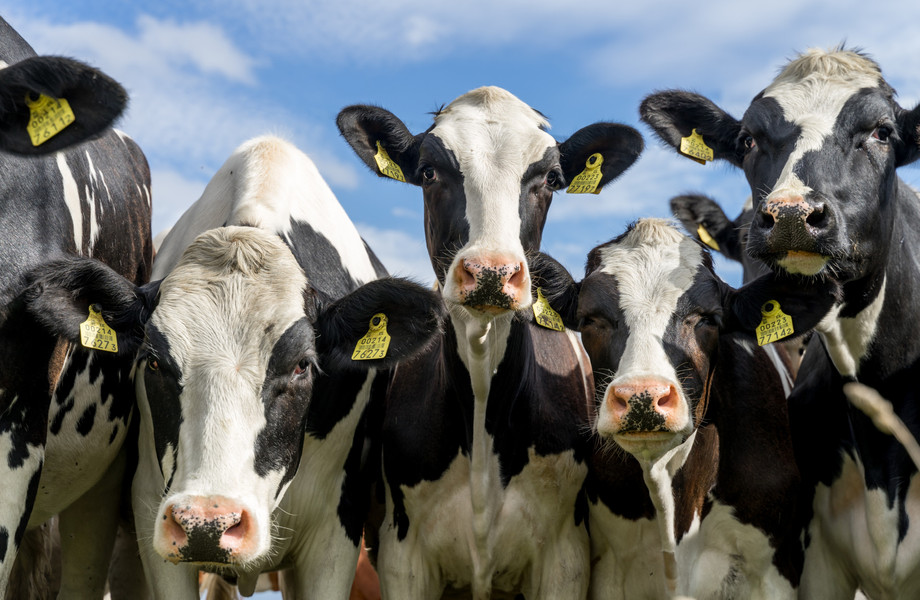 Luxembourg’s new agricultural plan will focus on subsidies to incentivise a shift to more sustainable farming practices Photo: Shutterstock