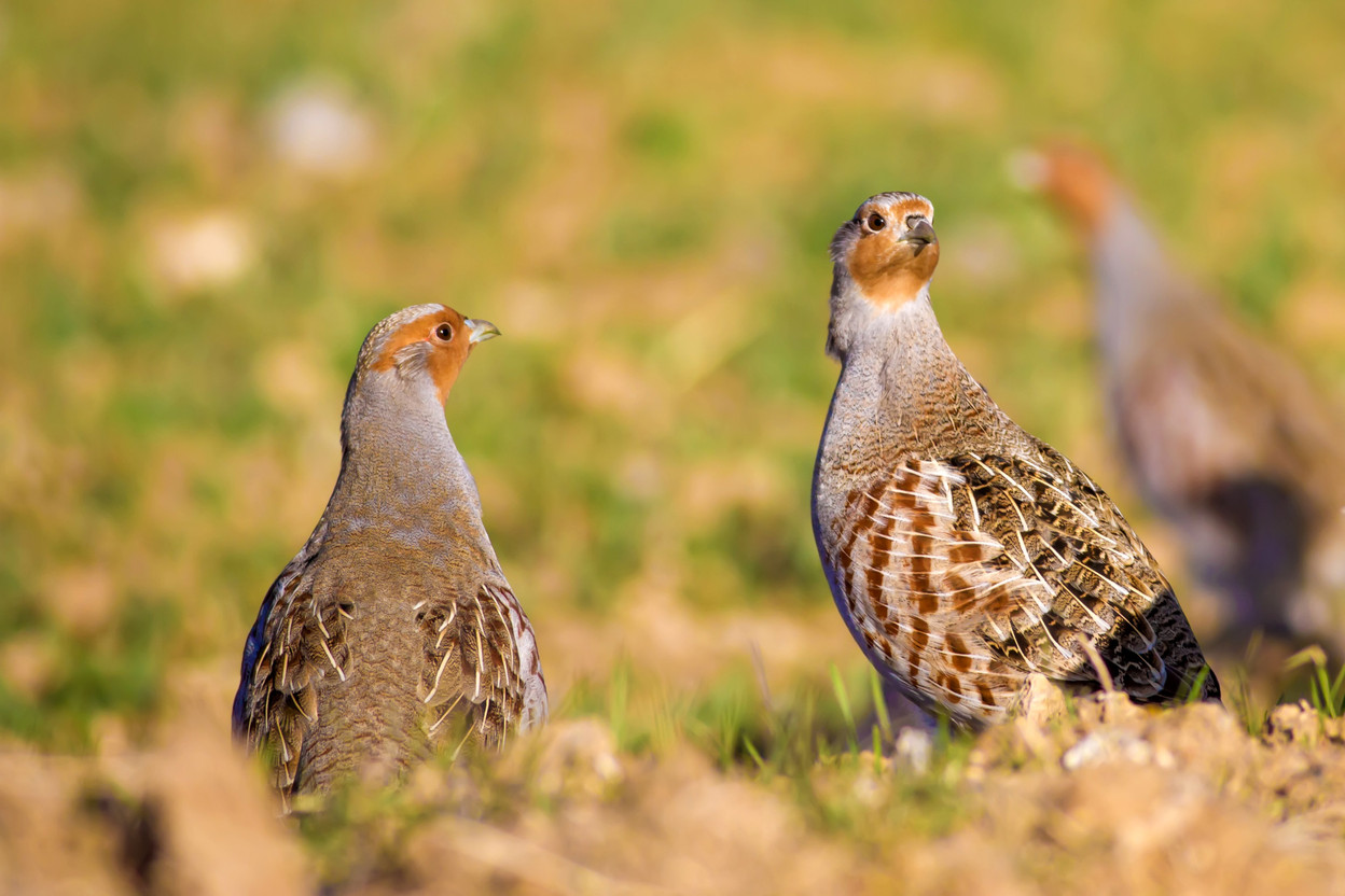 Luxembourg doesn’t do enough to protect its local biodiversity and thus goes against EU regulations, say environmental groups natur&emwëlt and Meco in the official complaint they co-signed.  Photo: Shutterstock