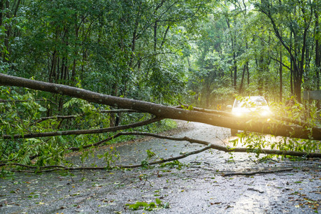 Meteolux recommande d’éviter les bois entre 15h et 19h, ce vendredi. (Photo: Shutterstock)
