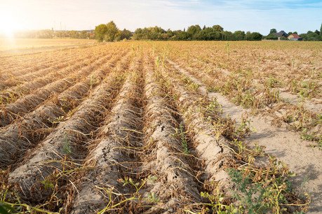 La sécheresse et la canicule de l’été 2020 ont entraîné un assèchement sévère de la couche arable, alors que celle-ci ne s’était pas encore remise du manque de pluie au printemps, ce qui ne sera pas sans conséquences pour l’agriculture. (Photo: Shutterstock)