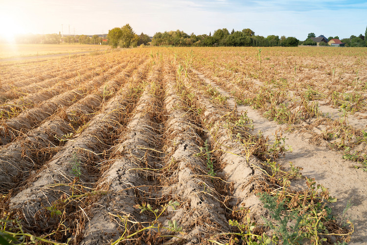 La sécheresse et la canicule de l’été 2020 ont entraîné un assèchement sévère de la couche arable, alors que celle-ci ne s’était pas encore remise du manque de pluie au printemps, ce qui ne sera pas sans conséquences pour l’agriculture. (Photo: Shutterstock)
