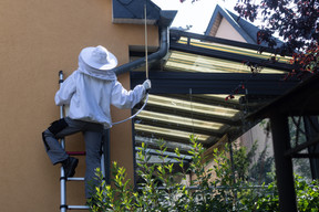 Les nids peuvent aussi être situés en hauteur, comme ici sous une toiture où le technicien veille à encercler le nid avec le produit. (Photo: Guy Wolff/Maison Moderne)