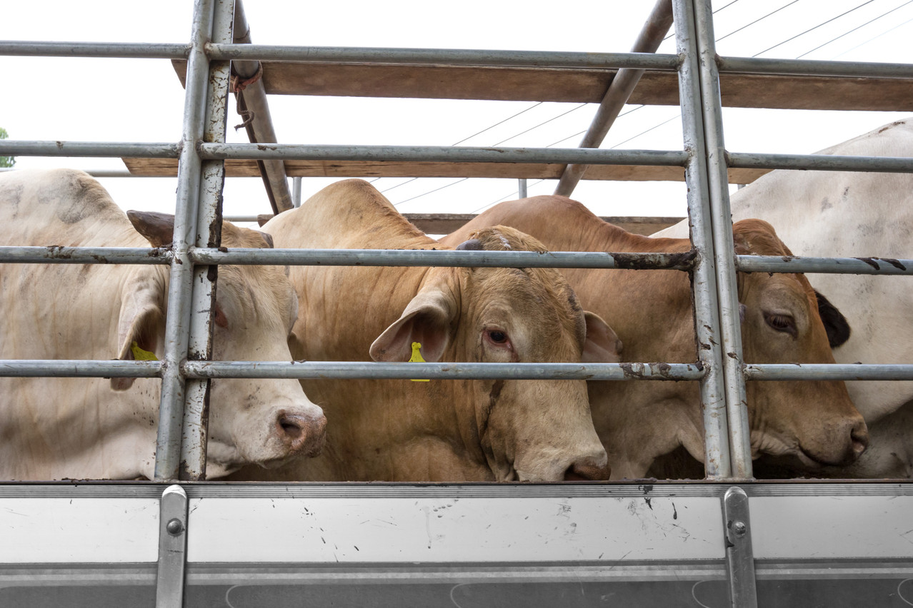 Livestock should not be transported, but rather meat and carcasses, to avoid inflicting additional pain to animals, say EU MEPs.  Copyright (c) 2017 warat42/Shutterstock.  No use without permission.