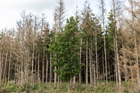 Unlike the spruces (in the background) which have all died, this deciduous tree has managed (for the time being) to resist parasites and water stress.  Photo: Romain Gamba/Maison Moderne