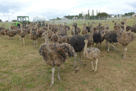 Des autruches au Luxembourg? Hé bien oui, et c’est à Contern qu’elles sont élevées. (Photo: straussenfarm.lu)