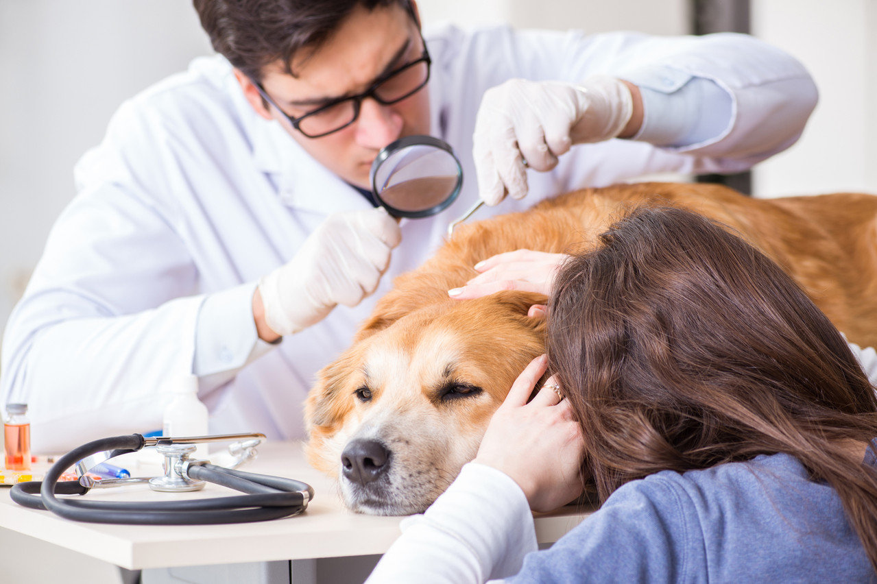 Une des pétitions demande la baisse de la TVA sur les frais vétérinaires. (Photo: Shutterstock)