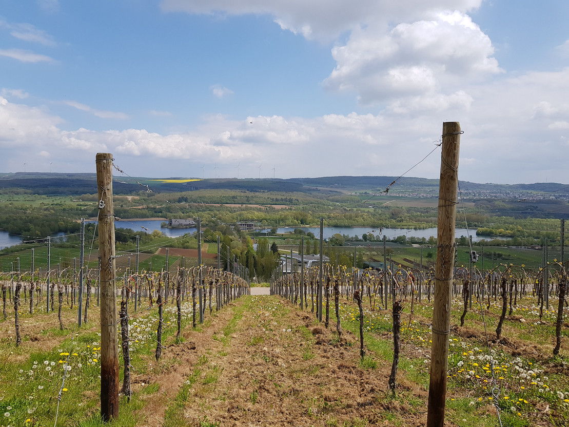 Some 820 hectares of crops were lost during the 14–15 July 2021 flooding. Pictured: a vineyard in Grevenmacher, 16 May 2021. Photo credit: Weho / Shutterstock