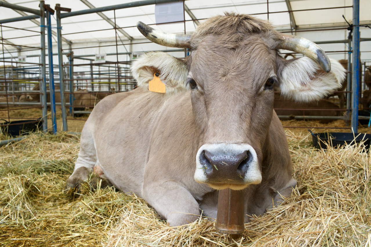 Annulée en 2020, la Foire agricole de Libramont l’est aussi cette année. (Photo: Shutterstock)