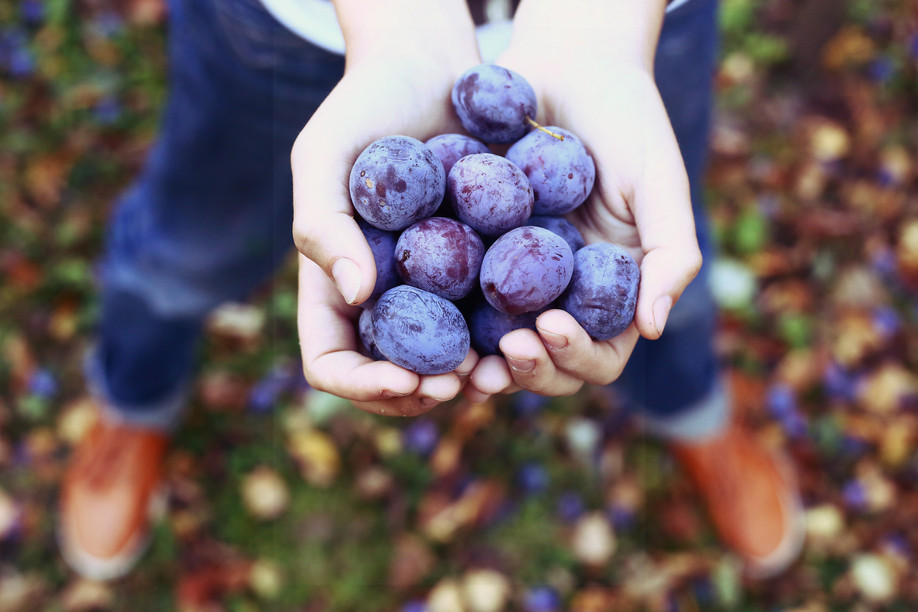 Soon you won’t have to own land to go fruit picking in Luxembourg Shutterstock