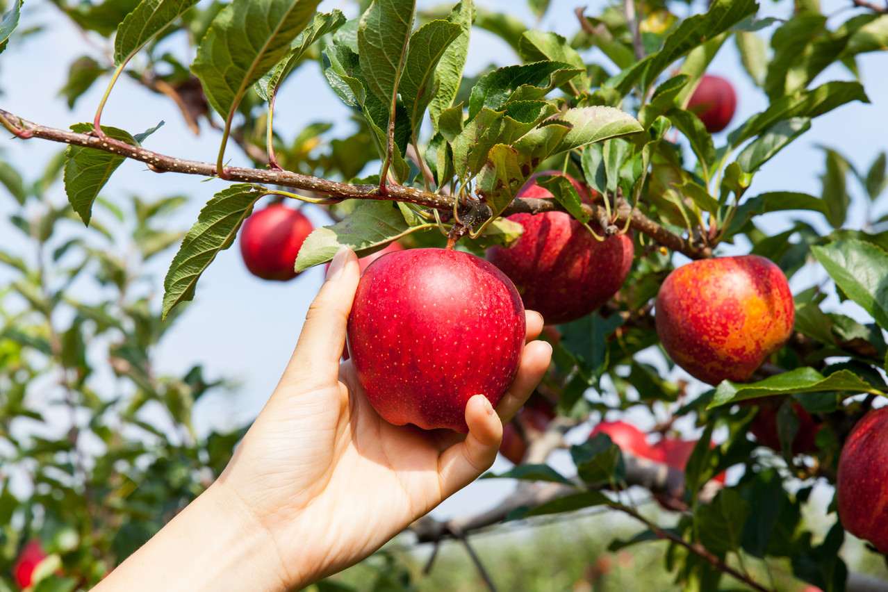 “Gielt Band--hei diert dir plécken” (gold ribbon, you can pick here) aims to reduce food waste created by overripe fruit being left to rot under trees. Photo: Shutterstock.