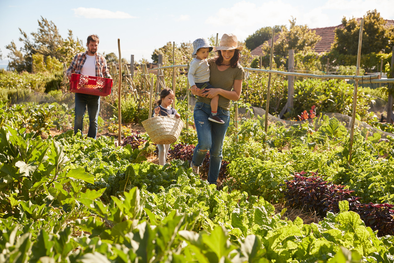 A family is pictured harvesting in an allotment Shutterstock