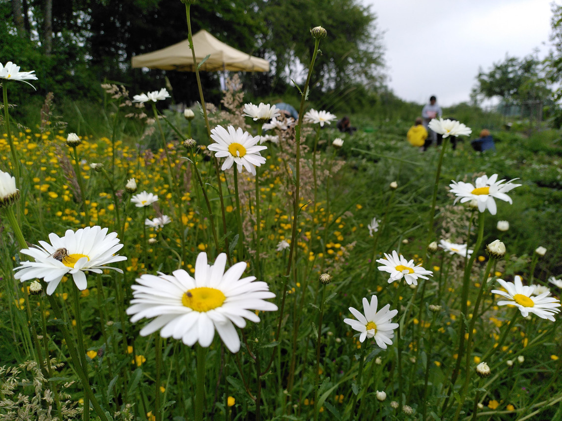  Delano  The Schleekegaart community garden in Dippach