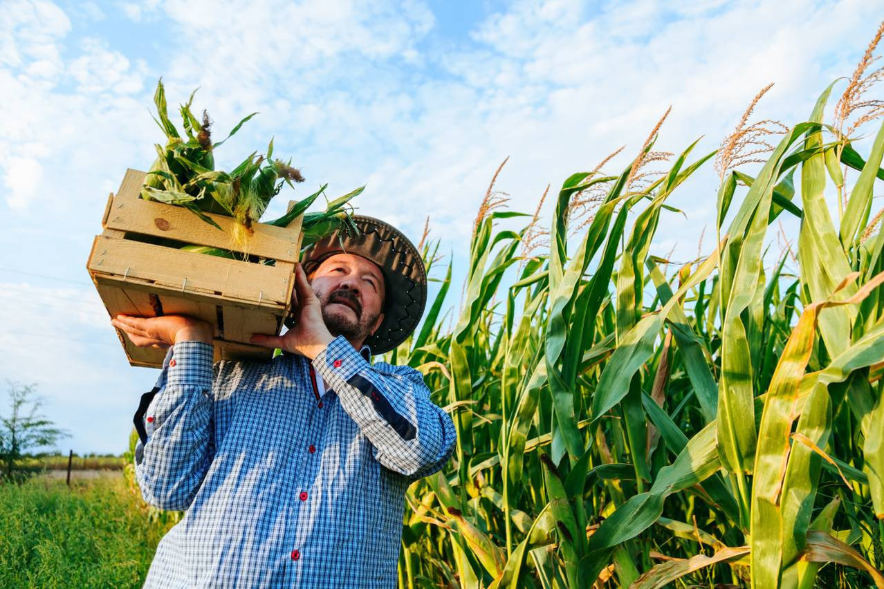An Italian farmer sowed MON 810 genetically modified maize despite the national ban. The authorities ordered the destruction of the plants and imposed fines totalling €50,000, before the case reached the Court of Justice of the European Union. (Photo: Shutterstock)