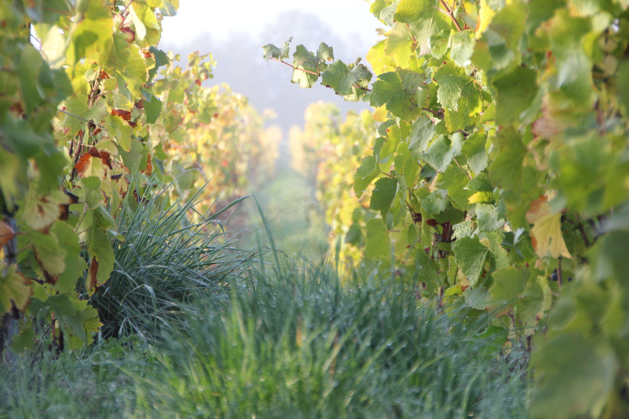 Le produit des vignes du domaine Coessens est désormais accessible au Luxembourg grâce à Craft & Compagnie.  (Photo: DR)