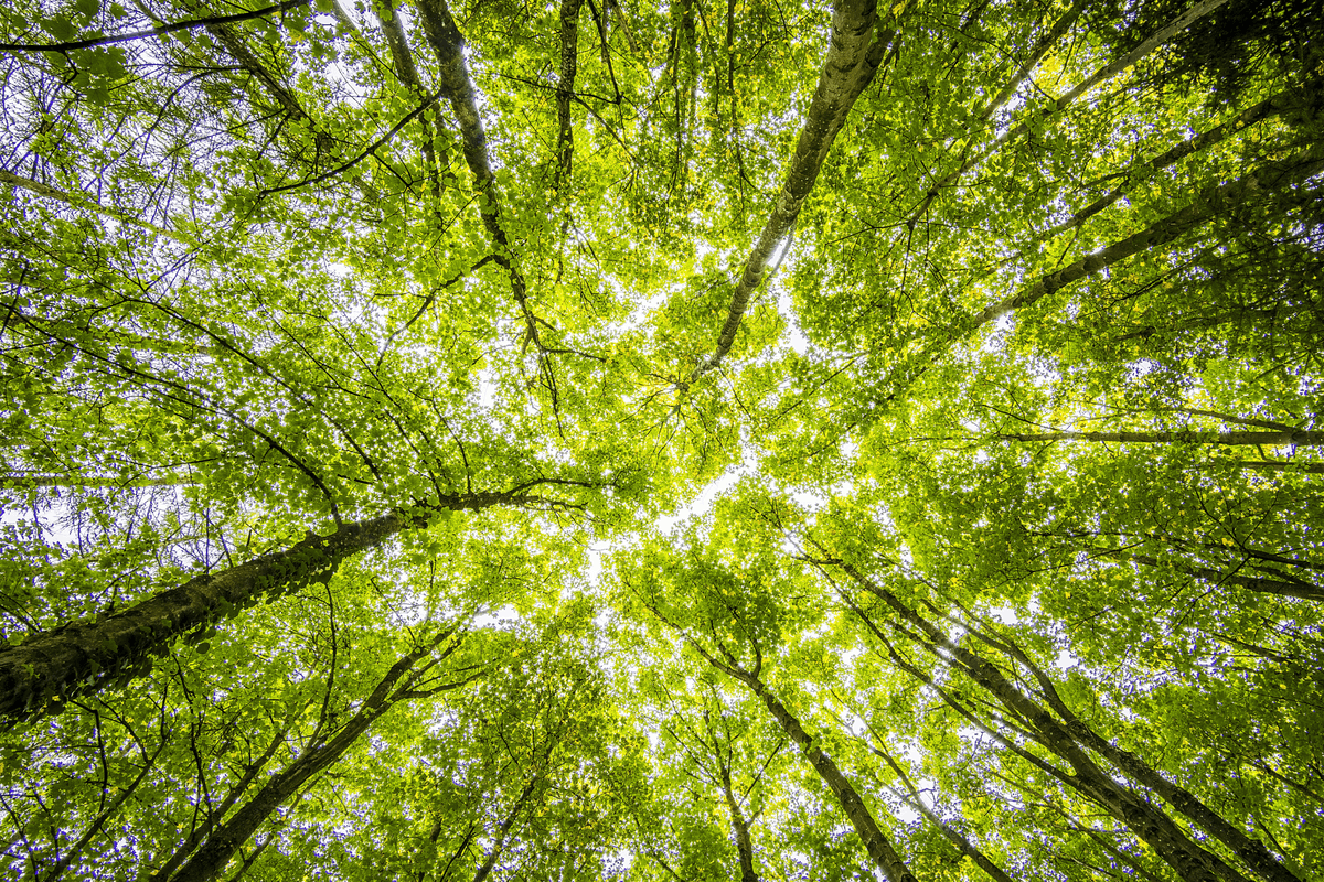 Green bonds a powerful way to take climate action Paperjam News
