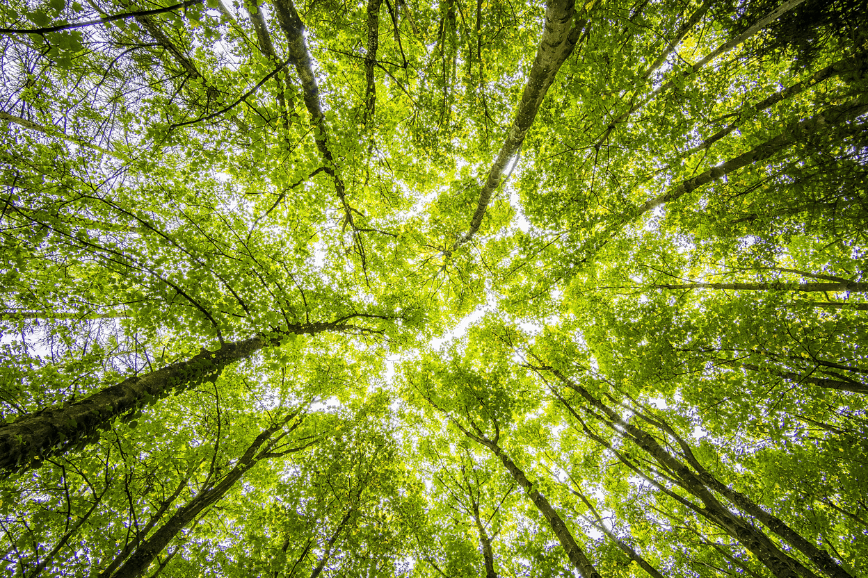 Green bonds: a powerful way to take climate action. (Photo: Amundi)