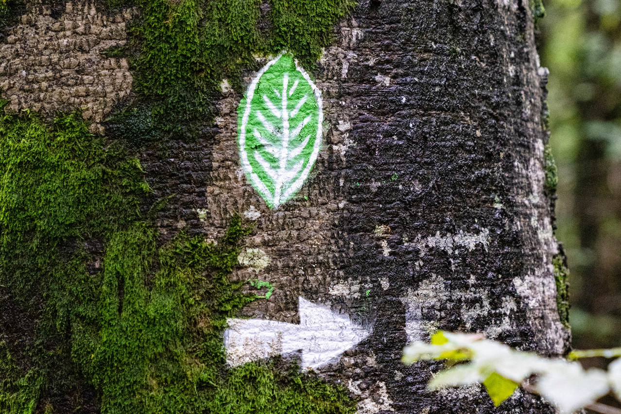 A report from the EU financial regulator Esma seeks to deepen the understanding of greenwashing and pinpoint the areas within the sustainable investment value chain that face the highest greenwashing risks. Archive photo: Caroline Martin